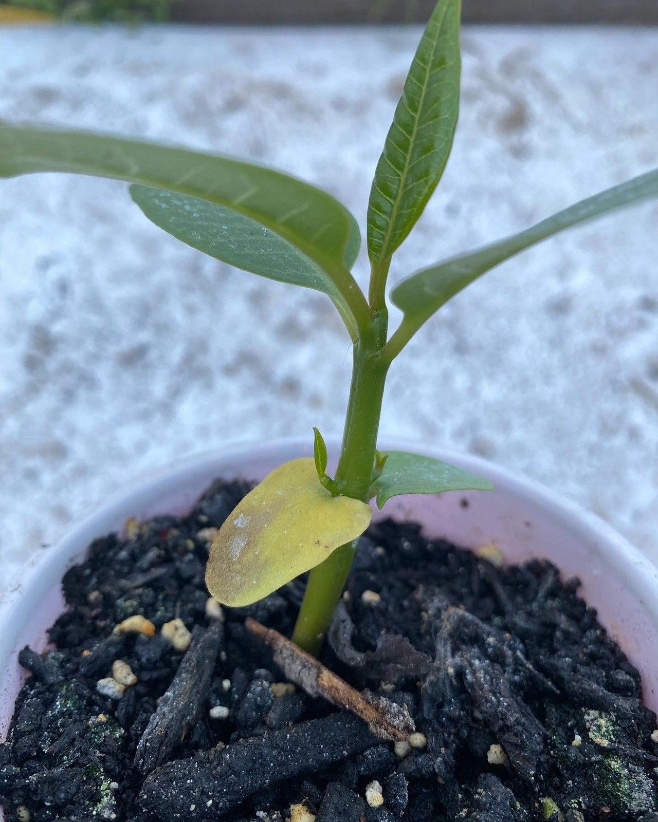 Mixed Thai Seeds bulk (Plumeria Kingdom)