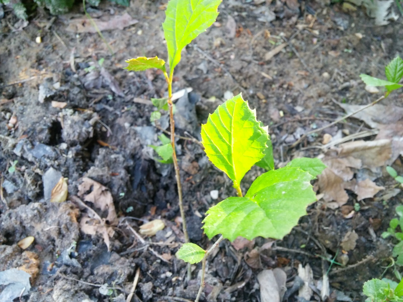 1/2 lb seeds of American Sycamore Platanus occidentalis Buttonwood tree
