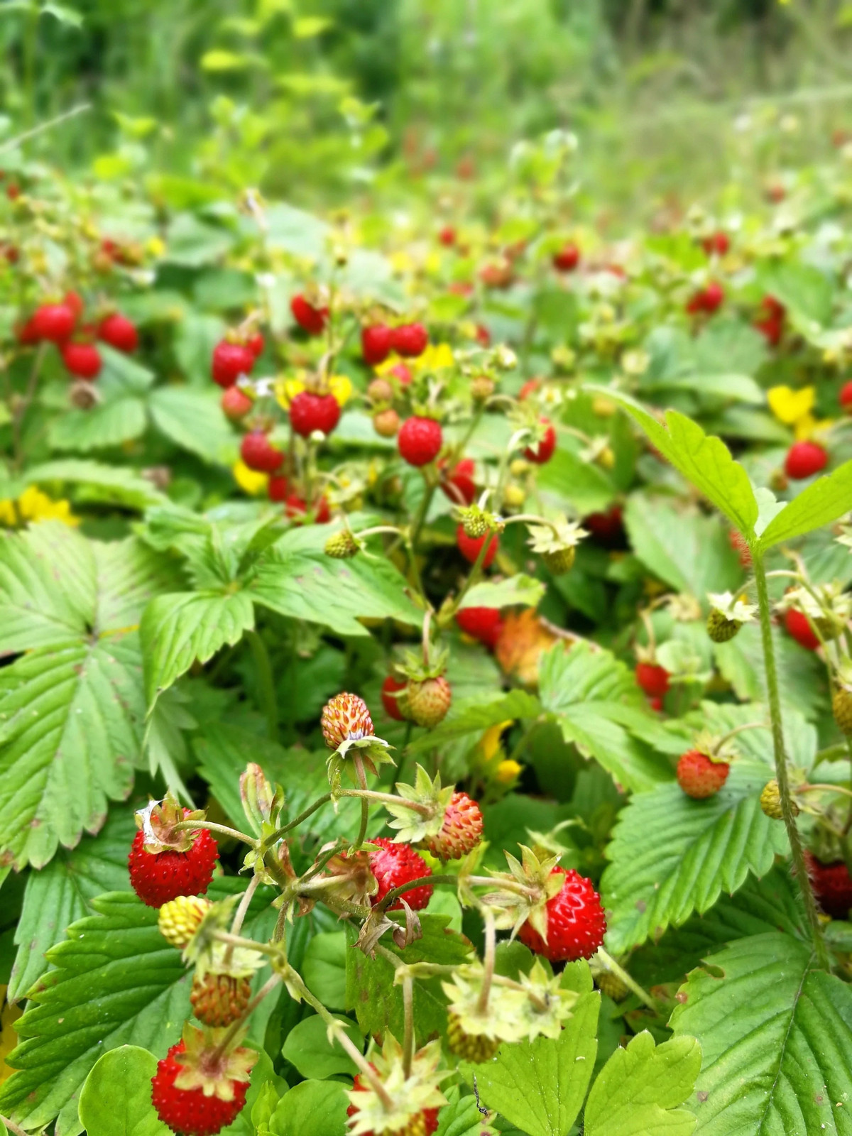 50 ALEXANDRIA STRAWBERRY Everbearing Alpine Fragaria Vesca Red Berry Fruit Seeds