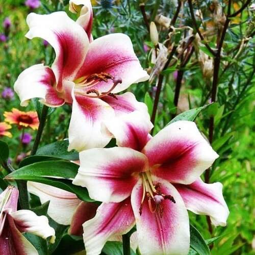 5 Passion Moon Oriental Lily bulbs