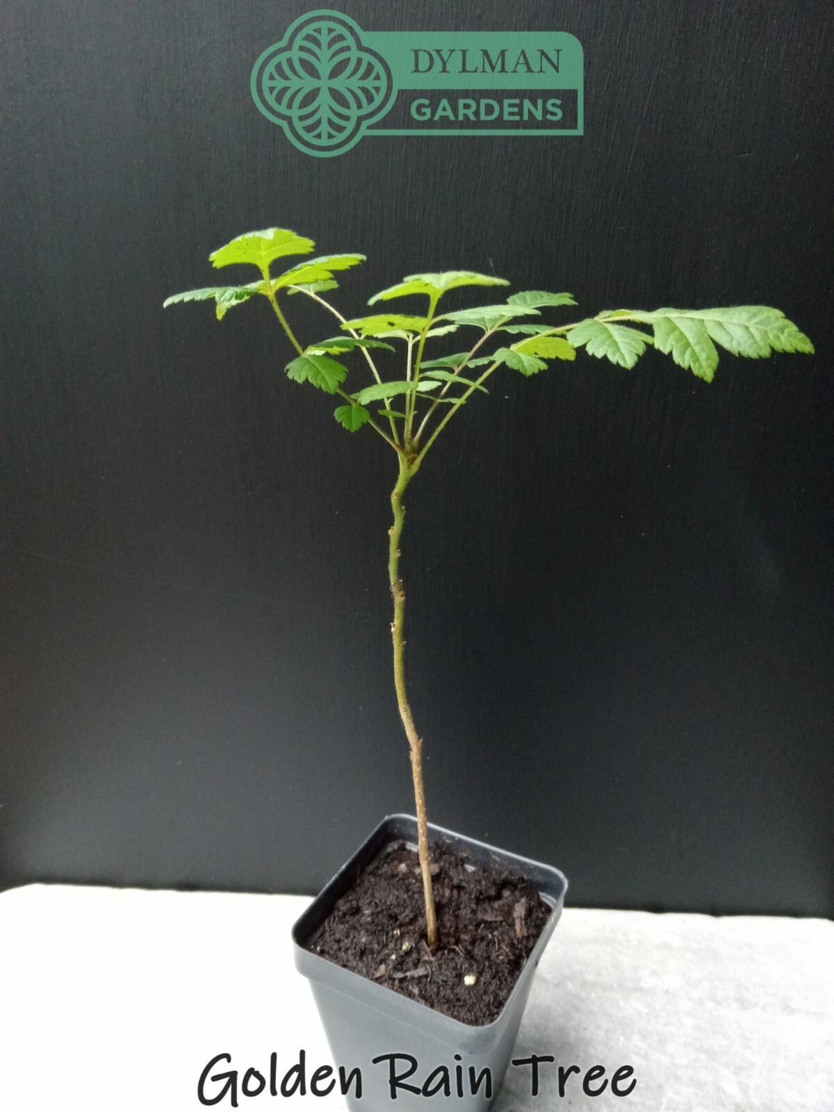 Golden Rain Tree (Koelreuteria paniculata) Bee-friendly Tree – Multiple Sizes
