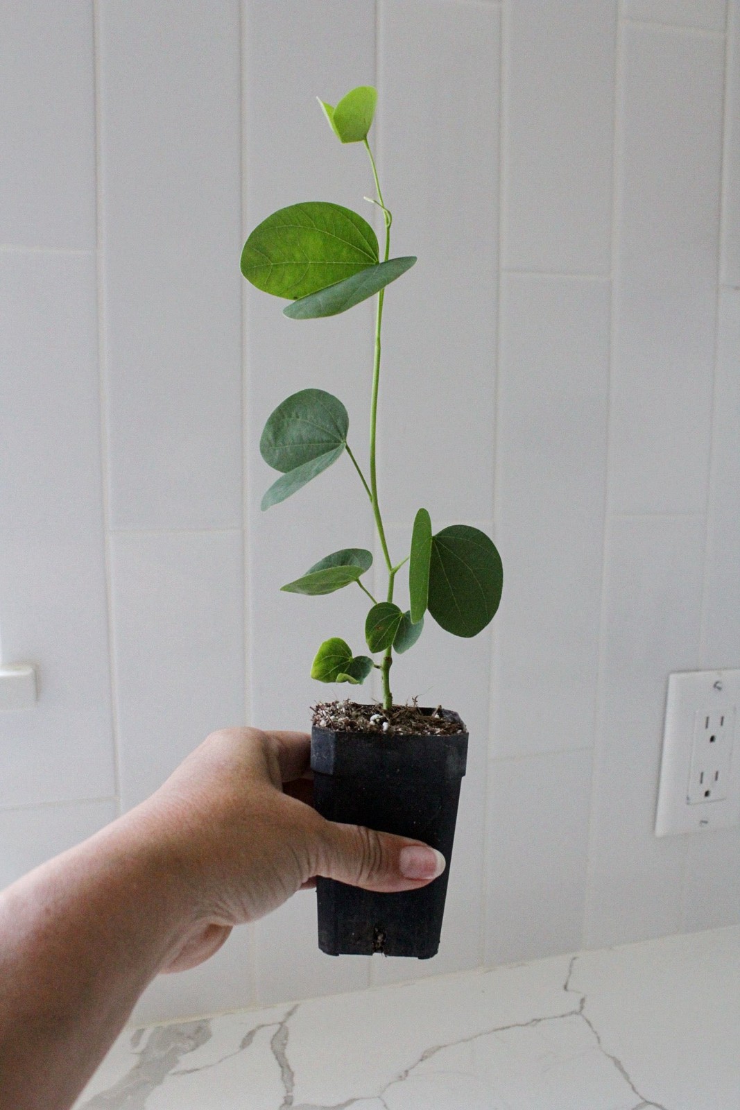 Orchid Tree – Flowering Garden Starter Tree