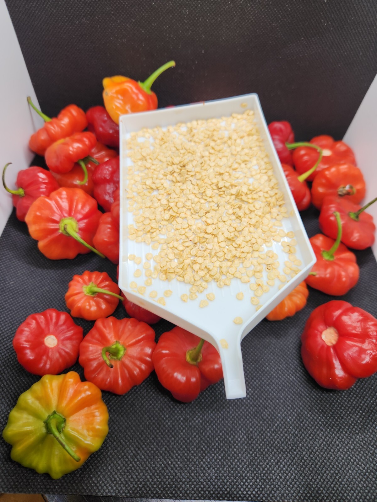 75 Seeds, Aji Dulce Puerto Rico, 100% Organic, Gustoso, Cachucha, No pesticides