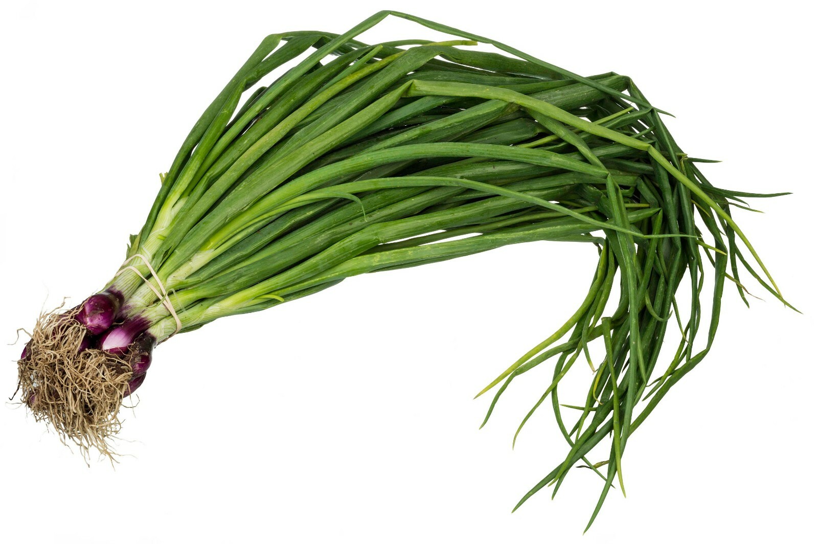 Scarlet Bandit Onion Seeds 250+ Bunching Onion Vegetable NON-GMO FREE SHIPPING