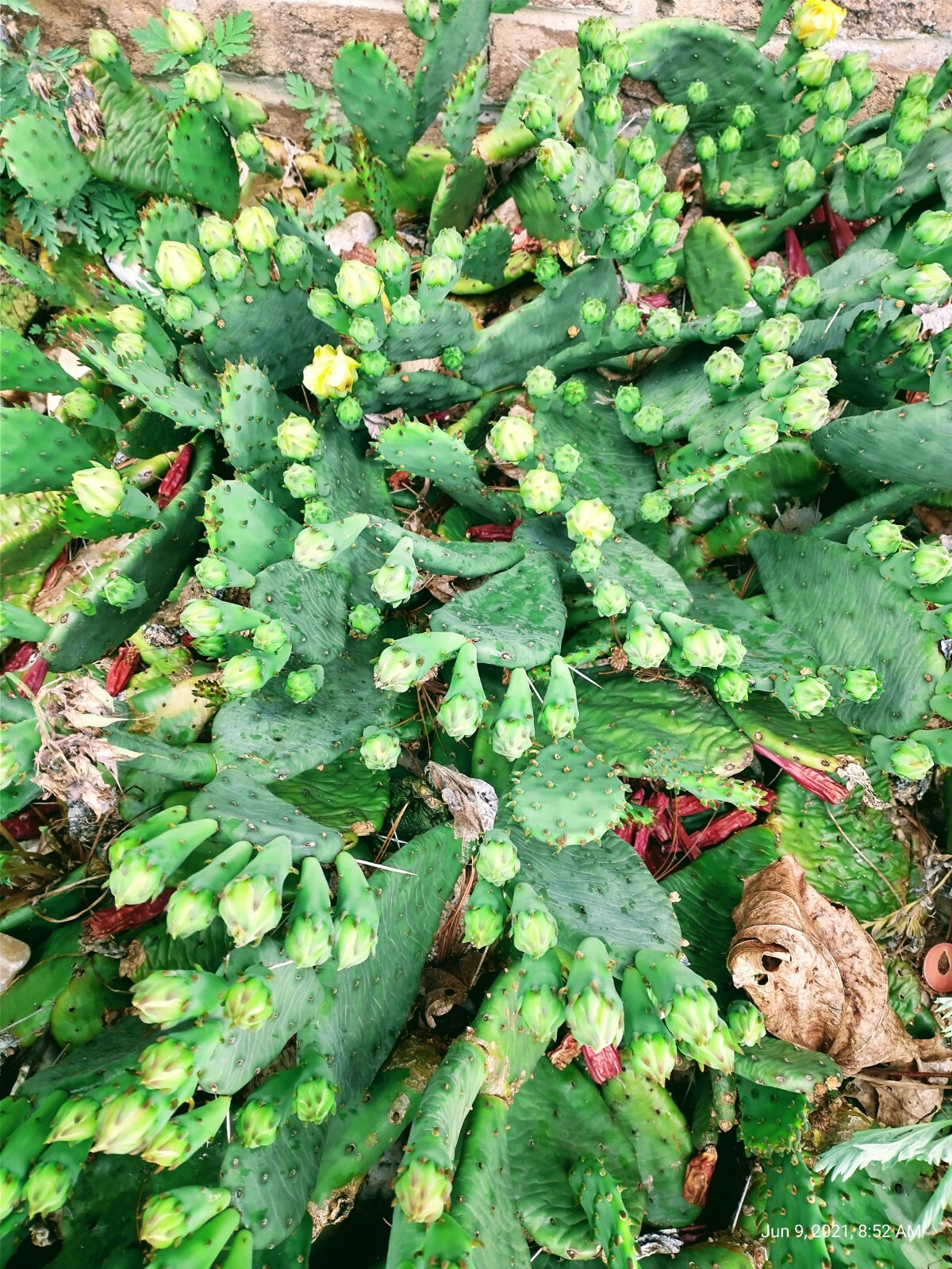 Prickly Prickley Pear Cacti Winter hardy 15 pad cactus