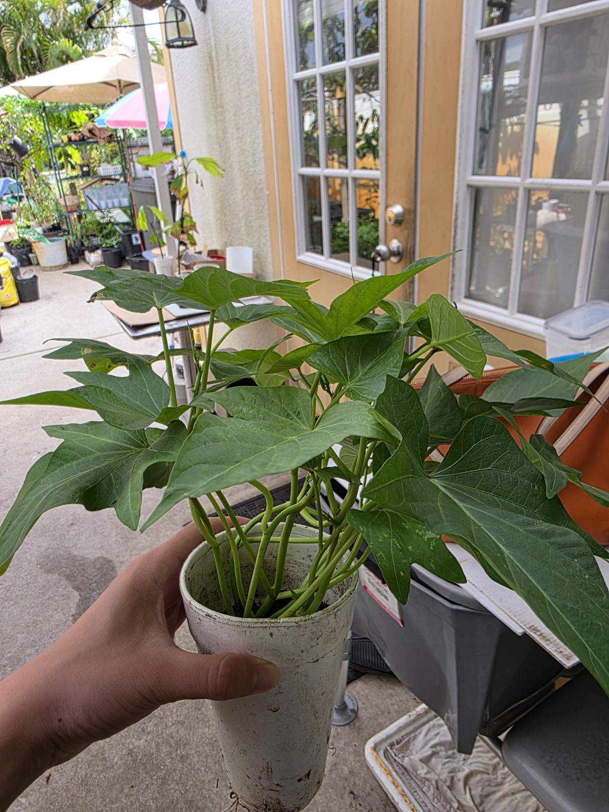 5 Okinawa Hawaiian Special – Sweet Potato Plants Rare Starter Cup – 5 In 1 Cup.