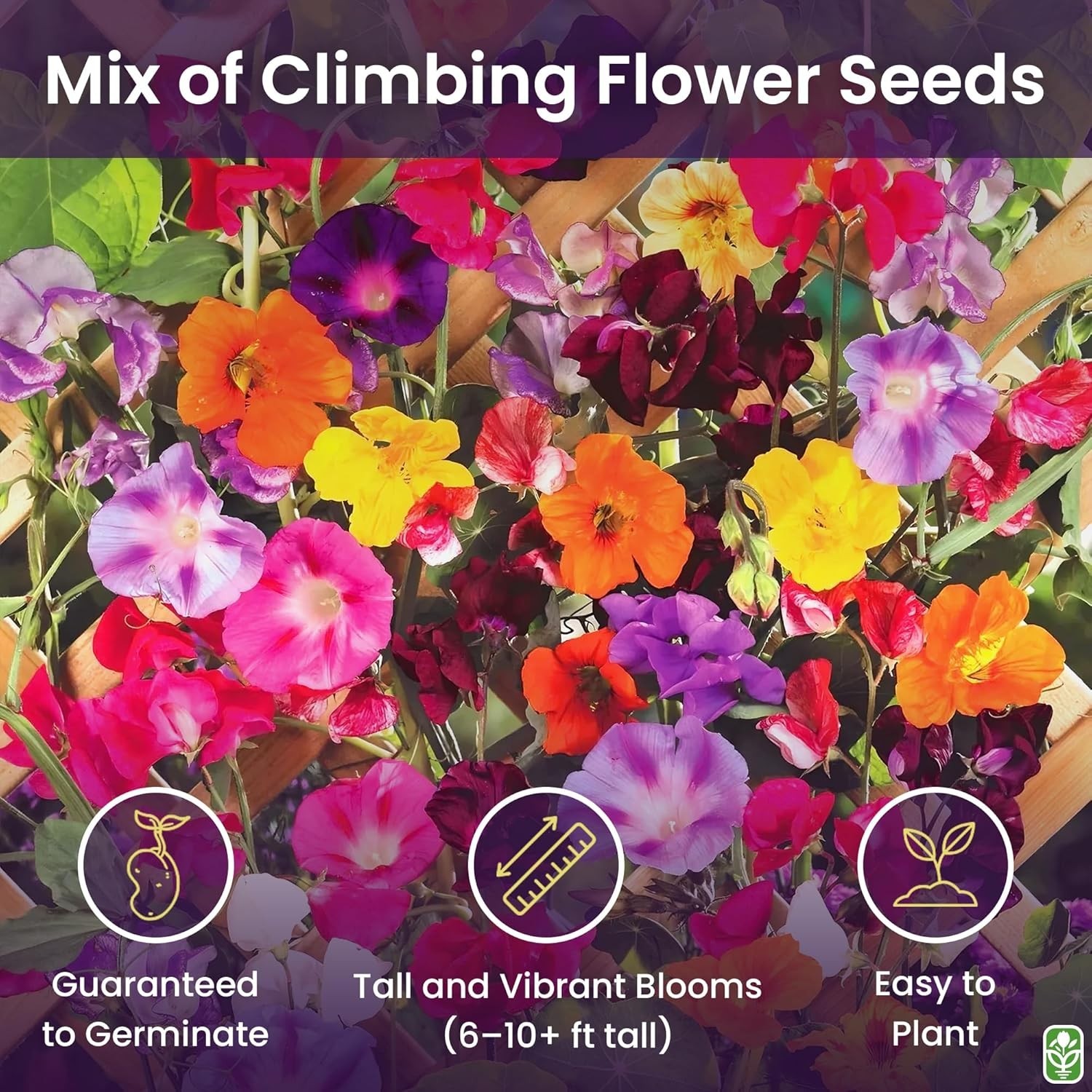 Climbing Vine Seeds for Planting – Colorful Mix of Climbing Flower Seeds: Mor…