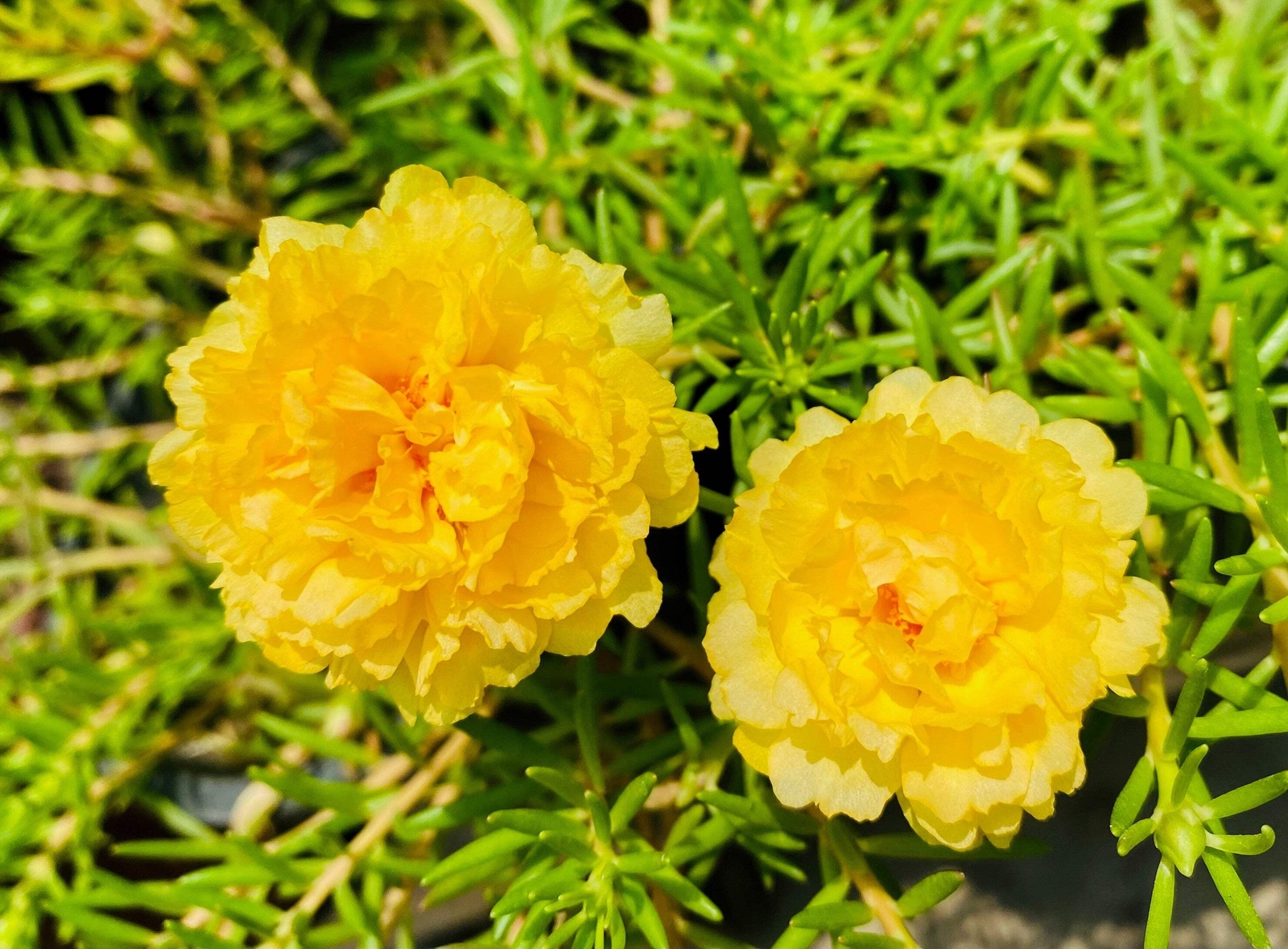 100 YELLOW PORTULACA Grandiflora / MOSS ROSE Gold Flower Seeds *Comb S/H