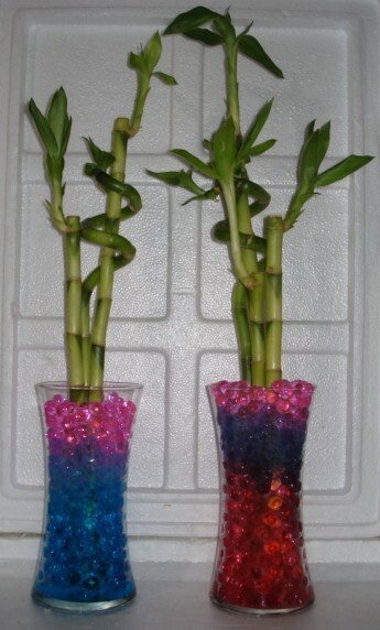 Watering gel Beads for use with Lucky Bamboo & tropical plants reduce watering