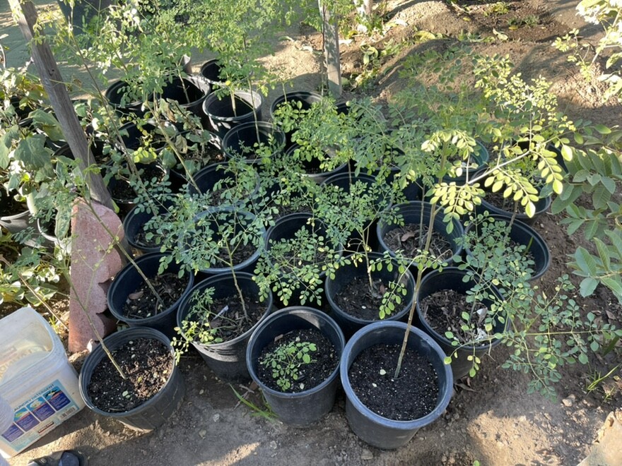 Morringa Oleifera “Malunggay” Healthy Plant in 5 Gallon Container Pick Up Only!