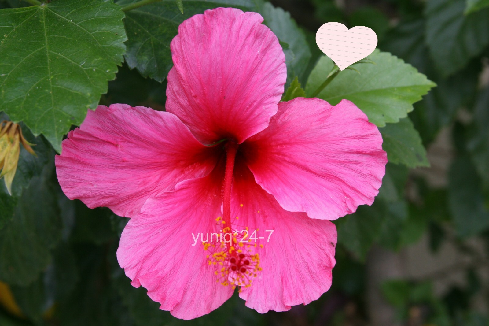 (5) Unroot 8″ Stems Hibiscus ~Hawaiian Pink~ Branches/Cuttings, Bush/Shrub/Tree