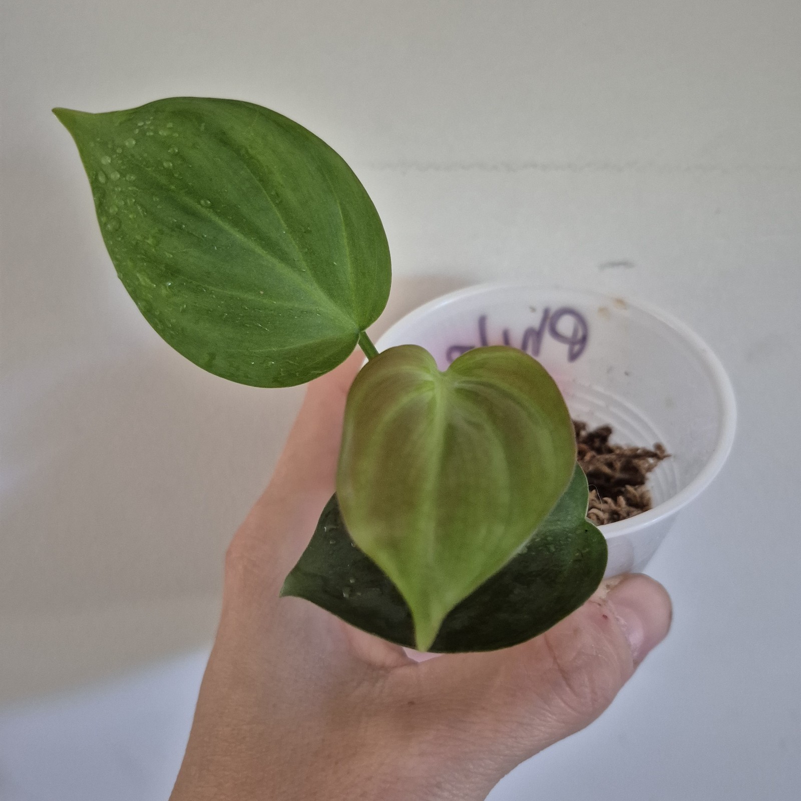 Philodendron Camposportoanum – Rooted Plant – Rare Plant 2.5 Inch