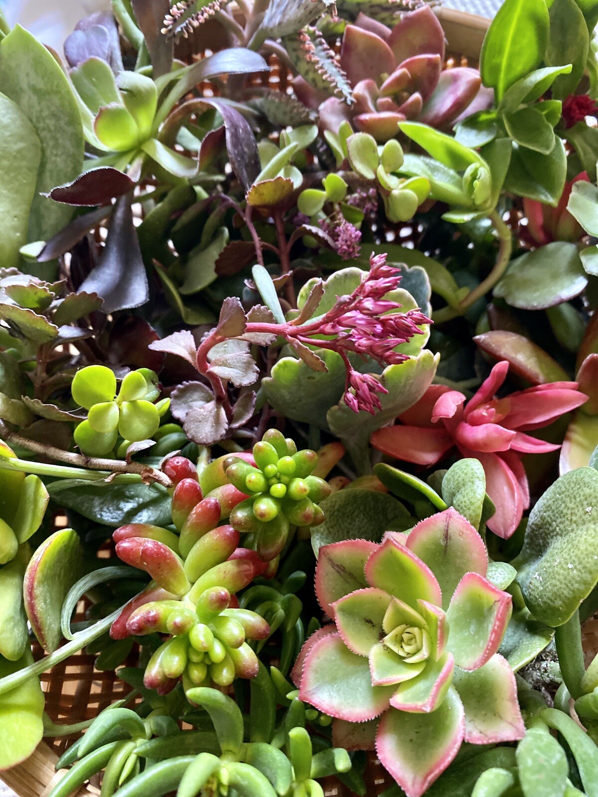 QUANTITY: 10 ORGANIC VARIETIES SUCCULENT – ASSORTED CUTTINGS $13.99