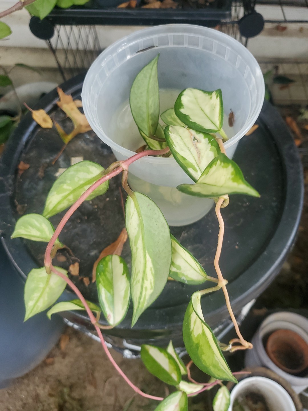 1x Live Hoya Krimson Princess 2 Feet Cutting Tricolor Pink Cream Variegated