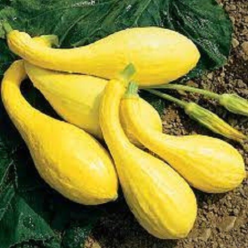 Premium Crookneck Yellow Squash Seeds – Fresh, Organic Seeds. Very delicious!