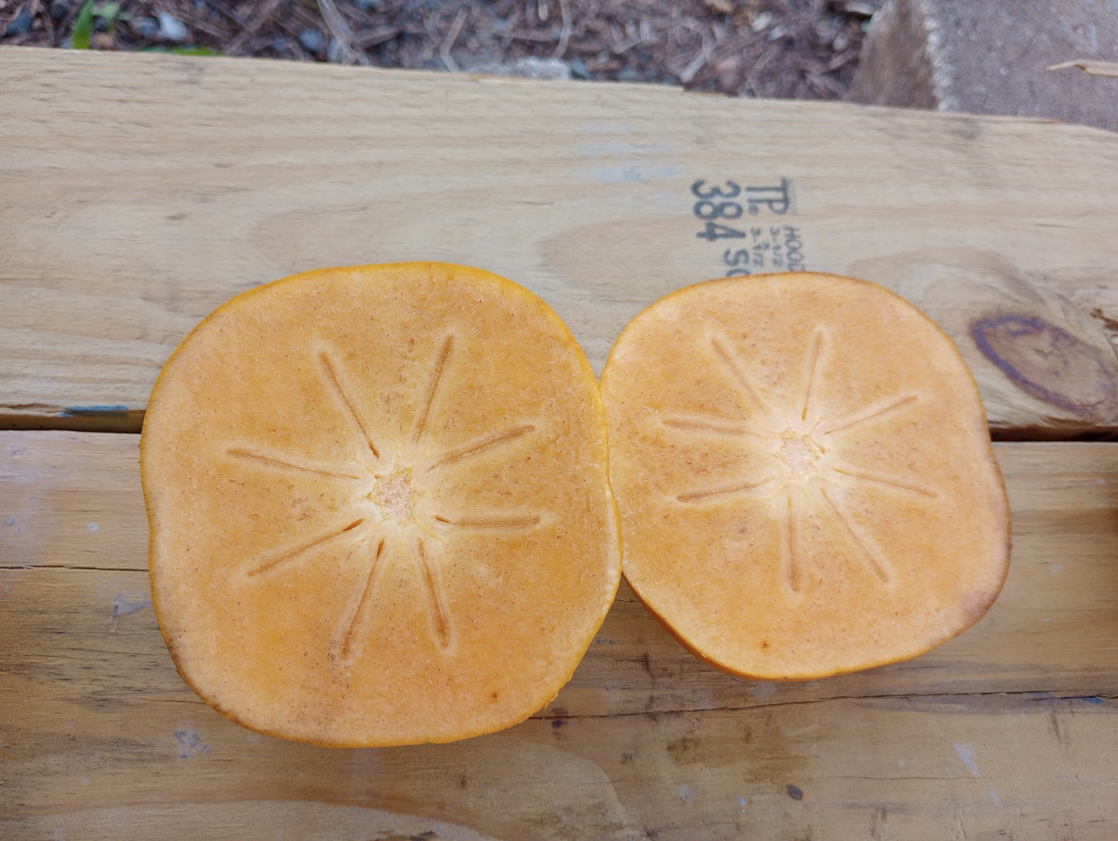 10 PCS FUYU FLAT SHAPE PERSIMMON TREE UNROOTED CUTTINGS 8″ Long For Grafting