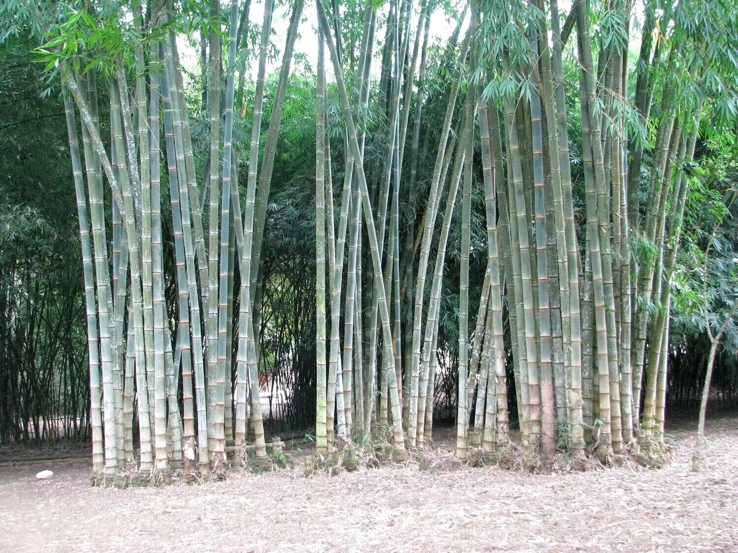 10 Black Male BAMBOO SEEDS