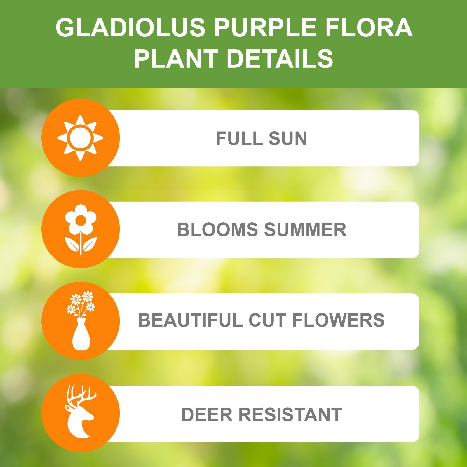 Garden State Bulb Purple Flora Gladiolus Flower Bulbs, 12/14cm, Spring