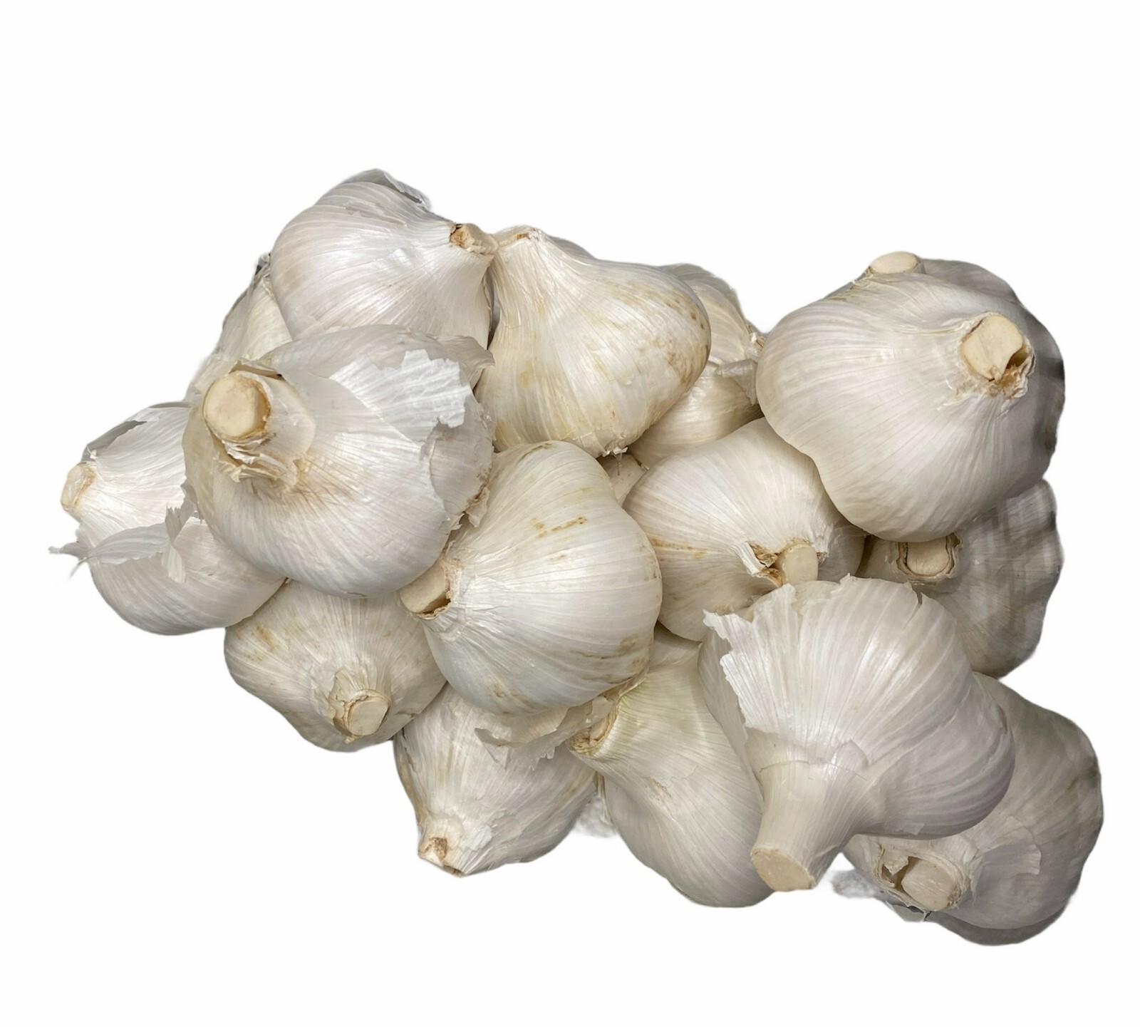 Elephant Garlic (Ajo Elefante) Sorted Bulbs! Great for Fall Planting!