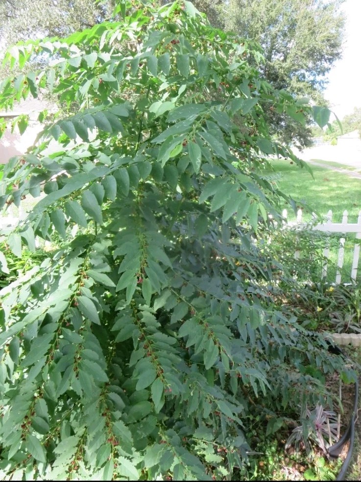 Katuk Star Gooseberry “Sweet Leaf” Fresh Unrooted 7 Stem Cuttings Tree Bush