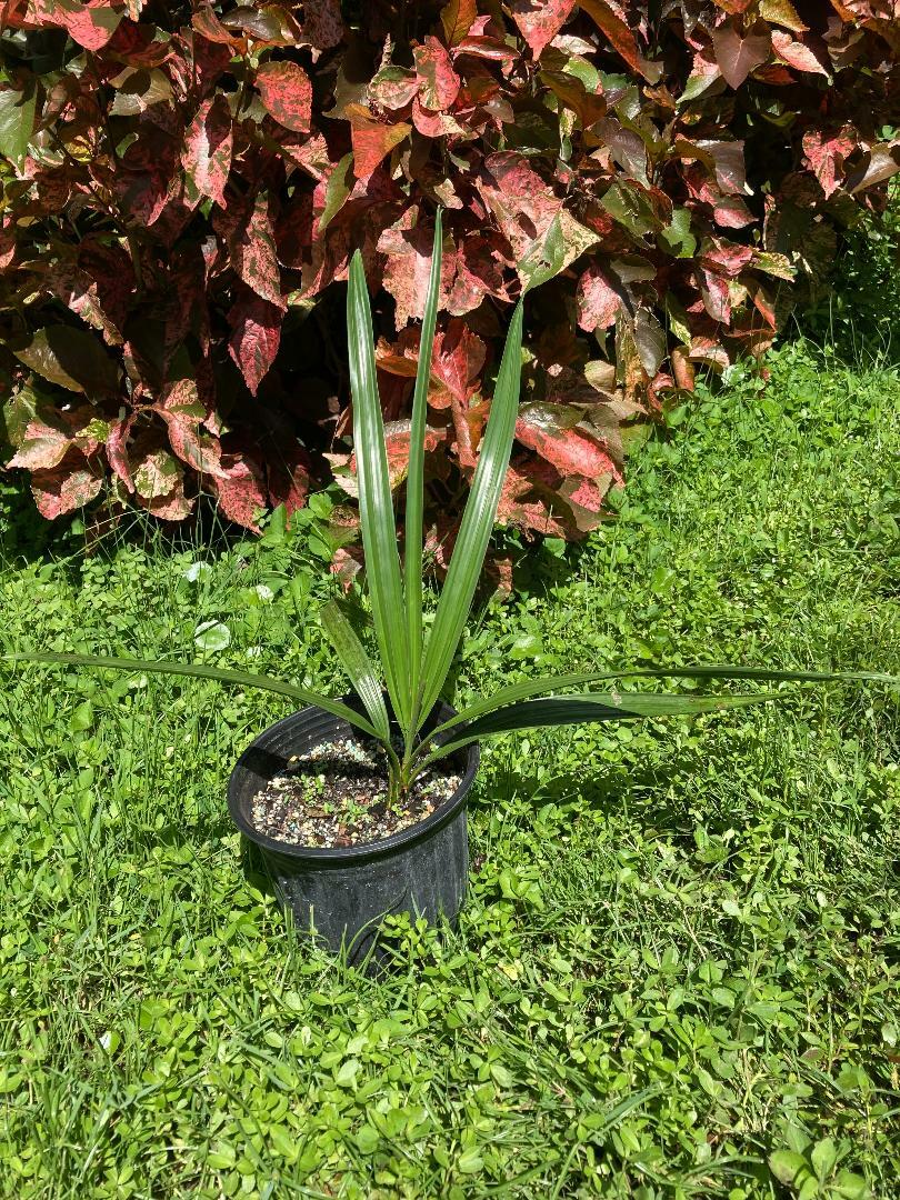 Copernicia Fallaensi Palm Tree