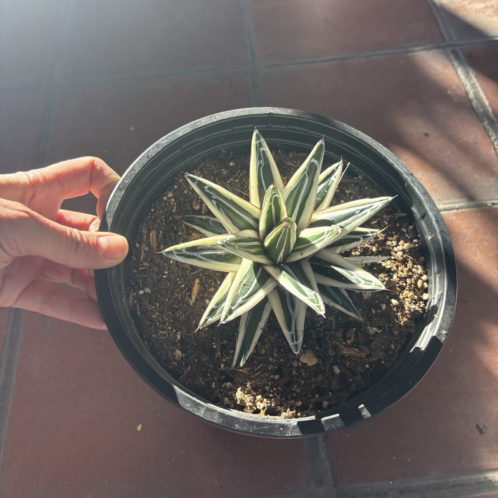 Agave White Rhino (Agave Victoriae Reginae ) ‘Albomarginata’ 8 in pot