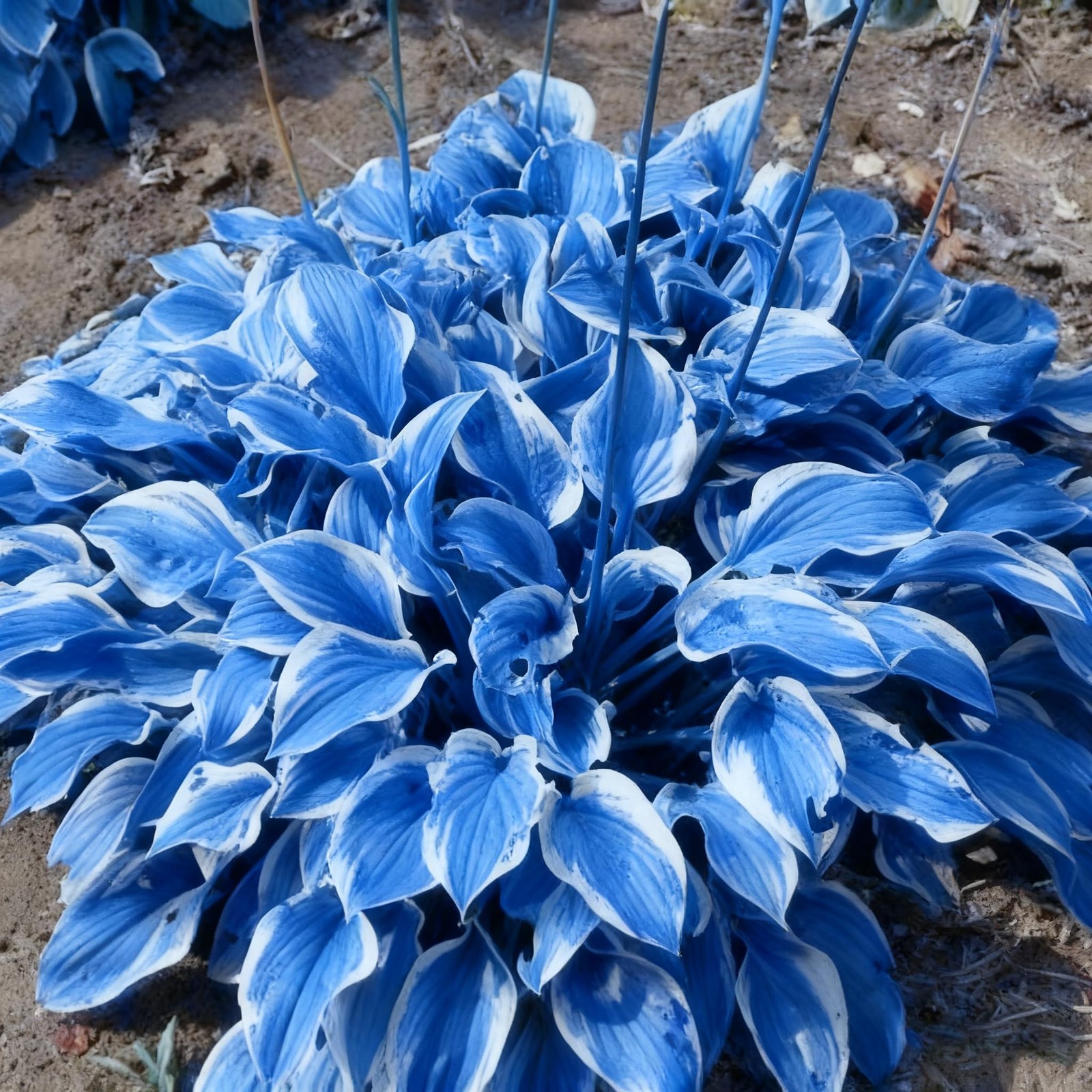 200+ Hosta Seeds for Planting, Mixed Color Perennial Seed, Mix