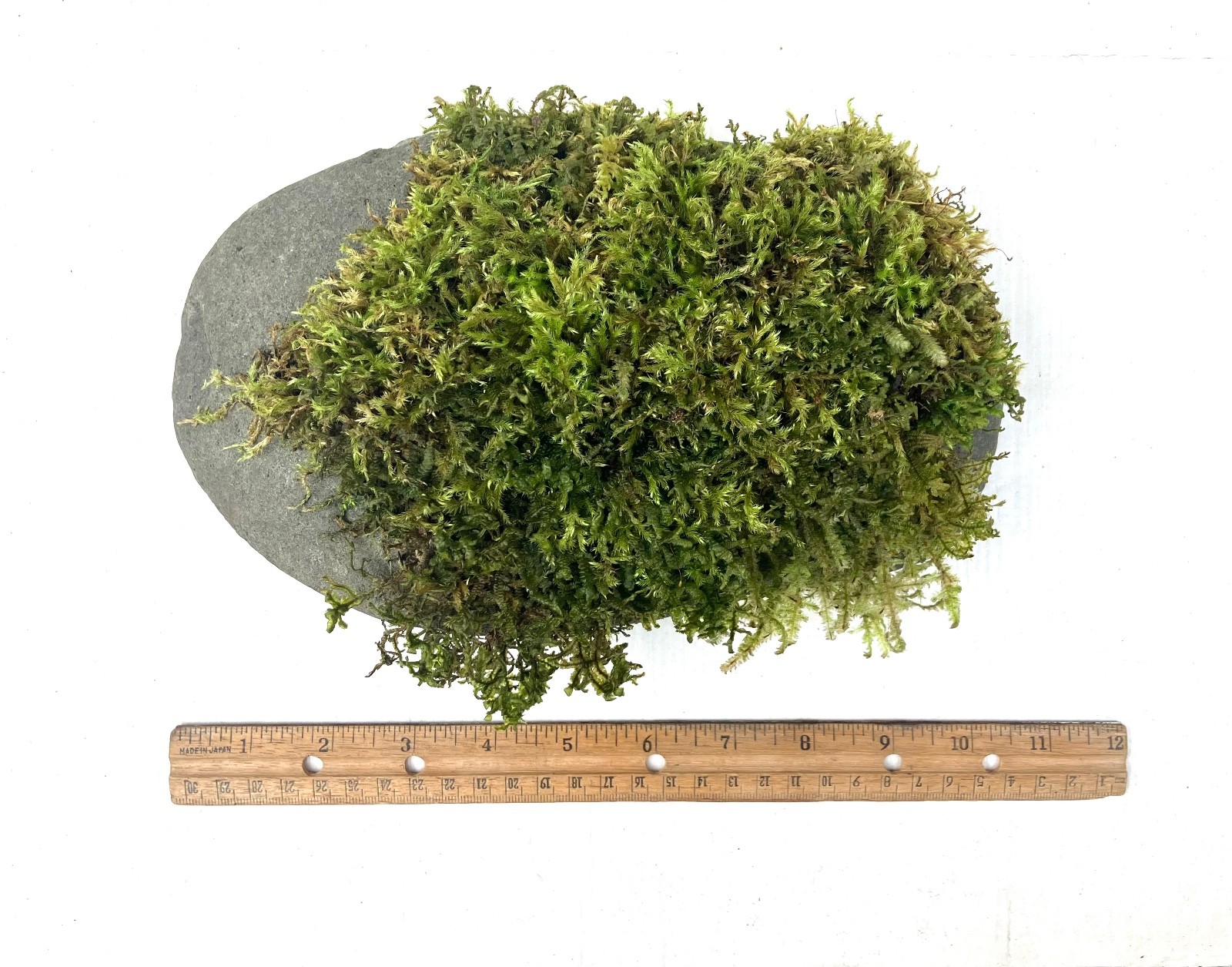 7 lb Living Moss Covered River Rock Terrarium Vivarium Fairy garden Aquascapes