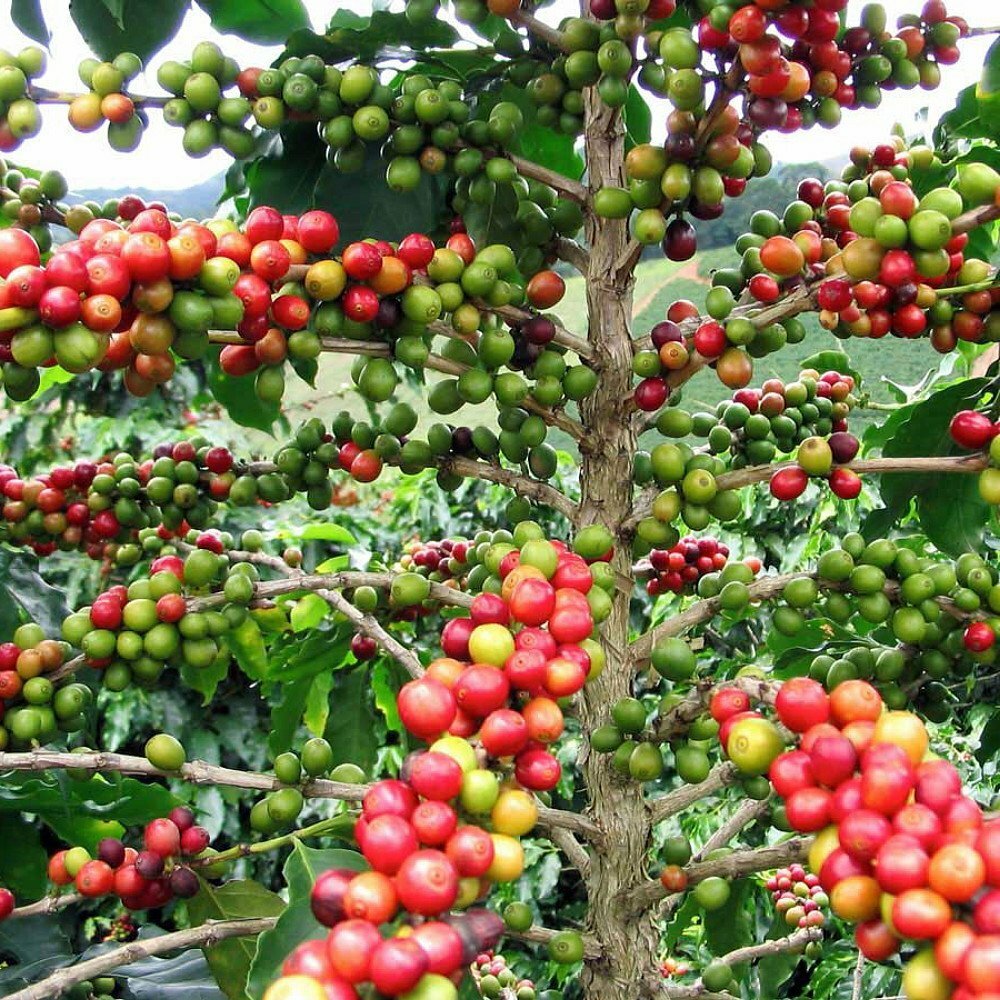 ~~ARABICA COFFEE BEAN~~Rooted Starter Plant~~Brew Your Own Coffee!~~GREAT GIFT!