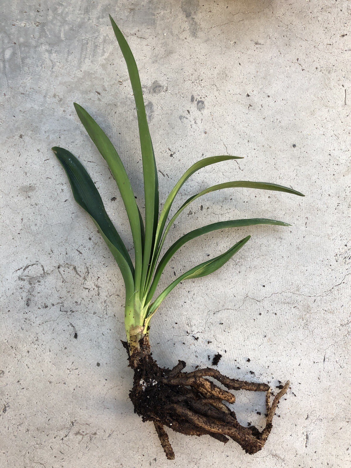 Clivia Miniata Bush Lily Bare Root Live Plant Orange Ready To Plant No Flower