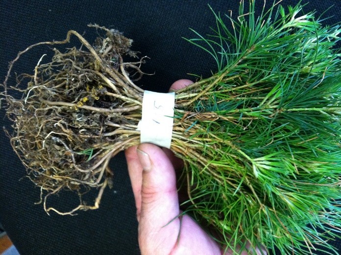 25 Evergreen Nursery pine starter trees 15-19 inch evergreen transplant seedling