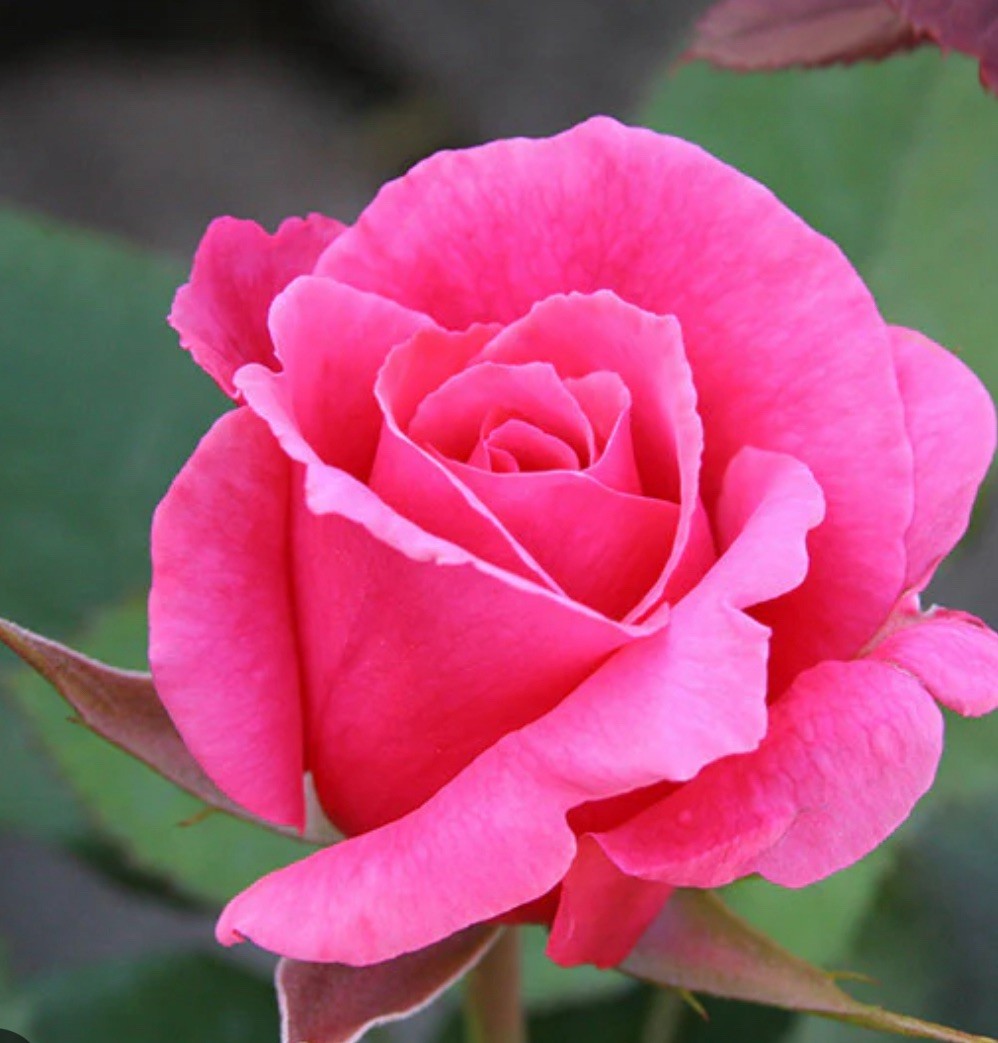 Electron Hybrid Tea Rose Bush!! Bare Root Live Starter Plant!!!