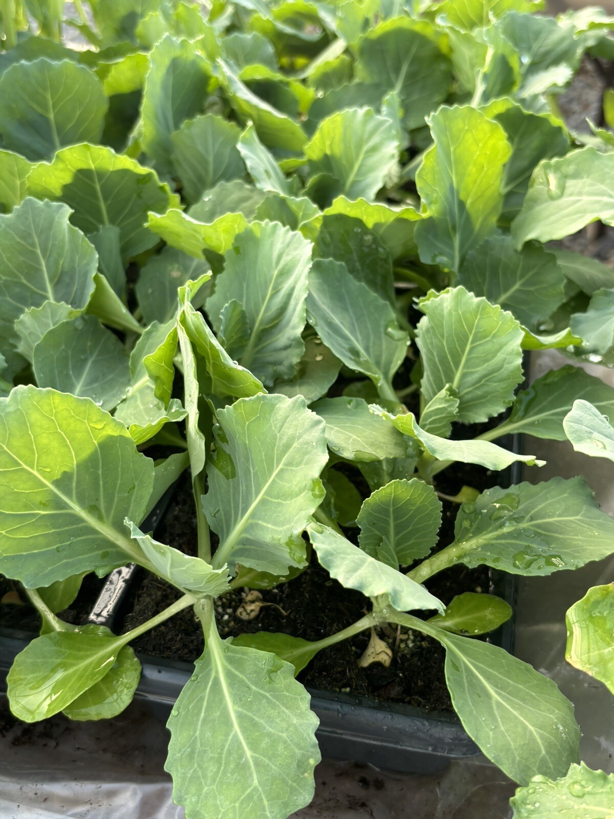Lot of 6 ‘GOLDEN CROSS’ CABBAGE LIVE PLANTS 6 inches 75+ Days Old