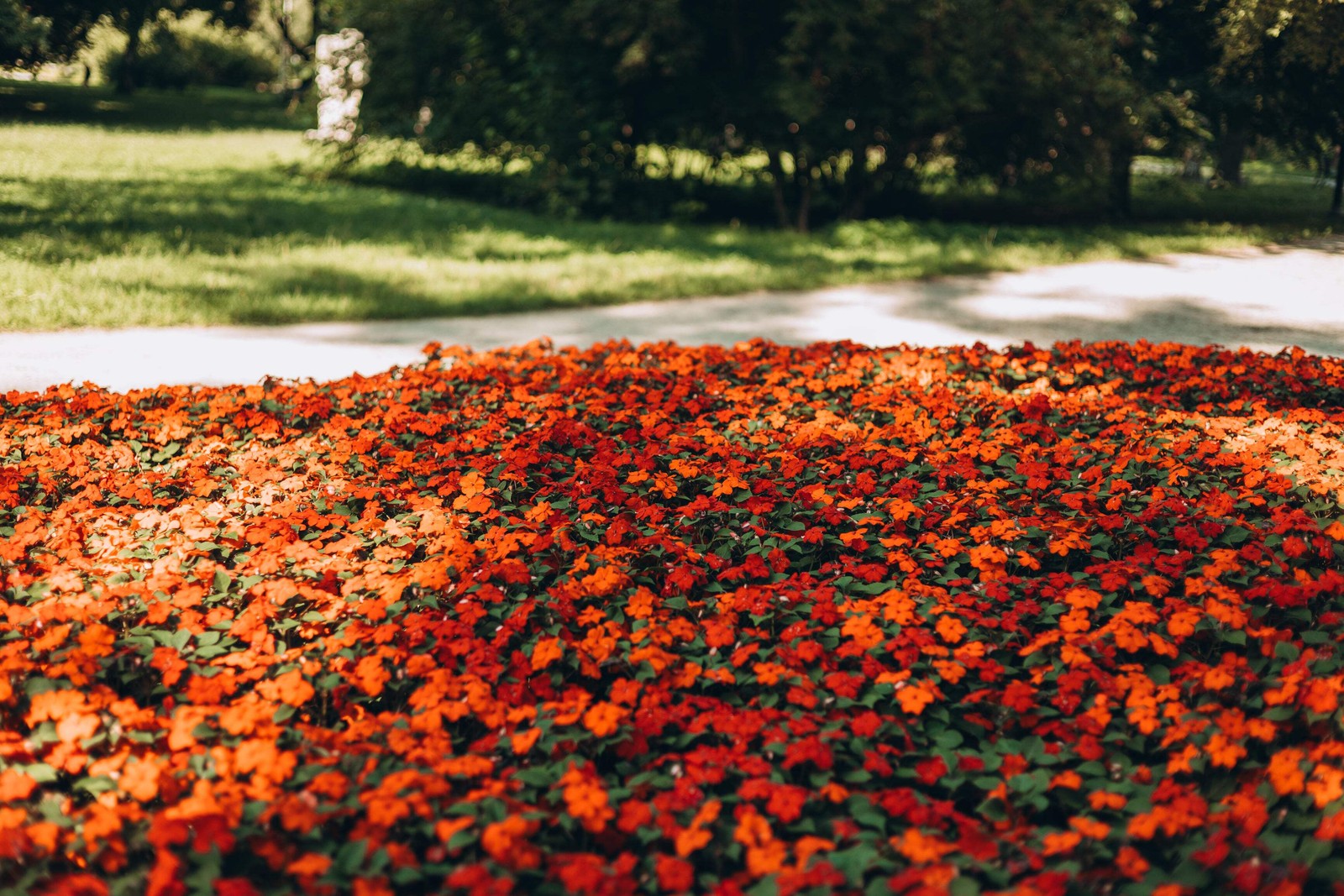 50 DWARF ORANGE IMPATIENS Walleriana Sun or Full Shade Flower Seeds *Flat Ship