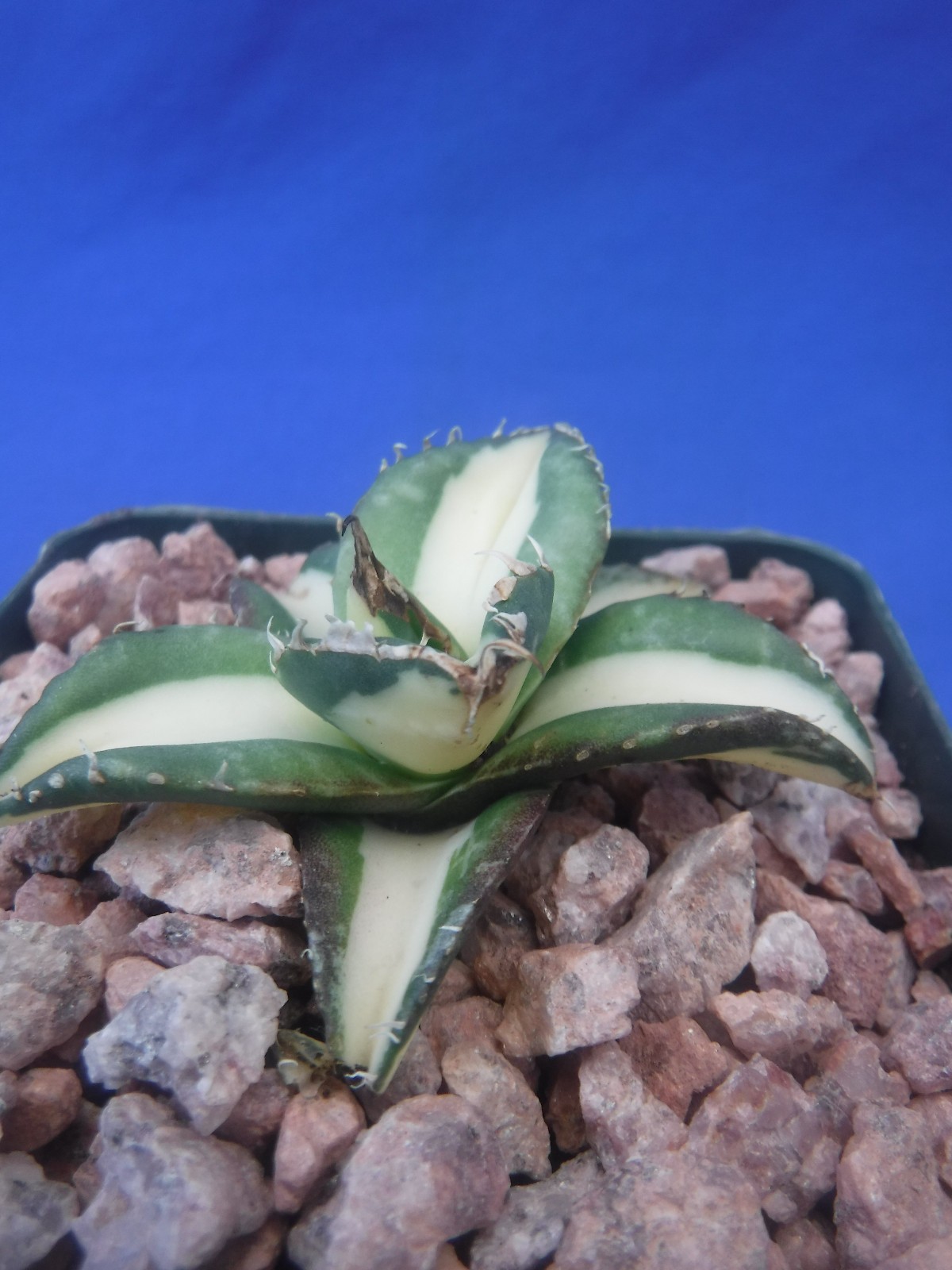 Agave titanota “Sabertooth Tiger” Cousin of “Snaggle Tooth” VARIEGATED 2″-3″ Wd