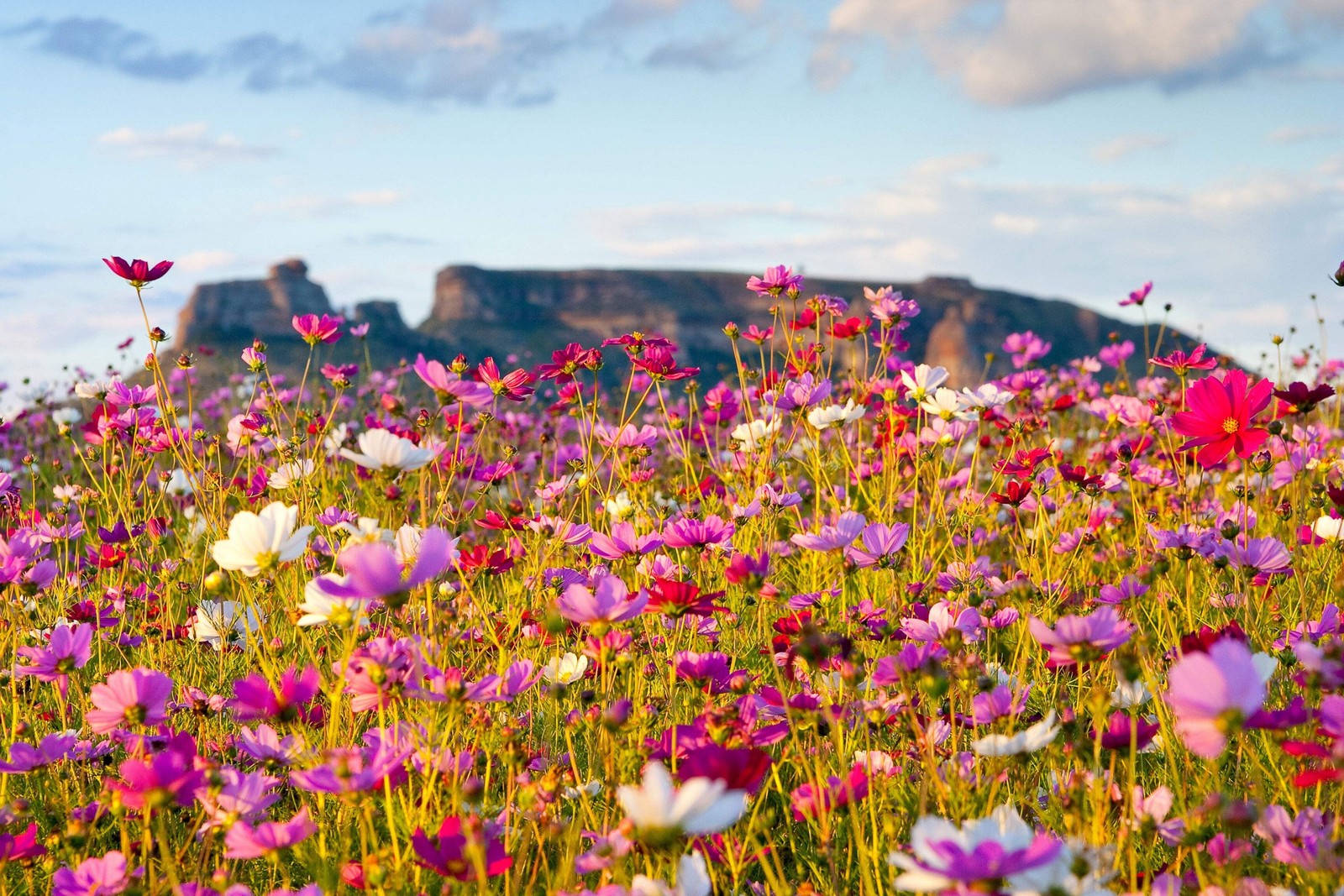 350 COSMOS SENSATION MIX Mixed Colors Cosmos Bipinnatus Flower Seeds