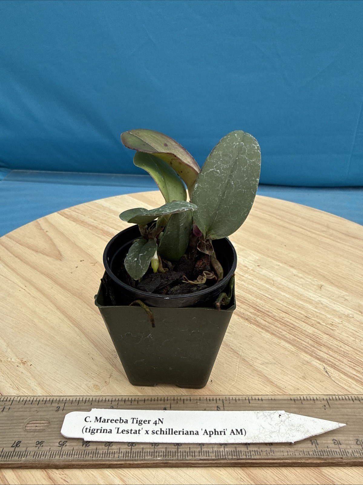 Cattleya Mareeba Tiger Fragrant Purple Pink Orchid Eros Seedling Hybrid 2” Pot