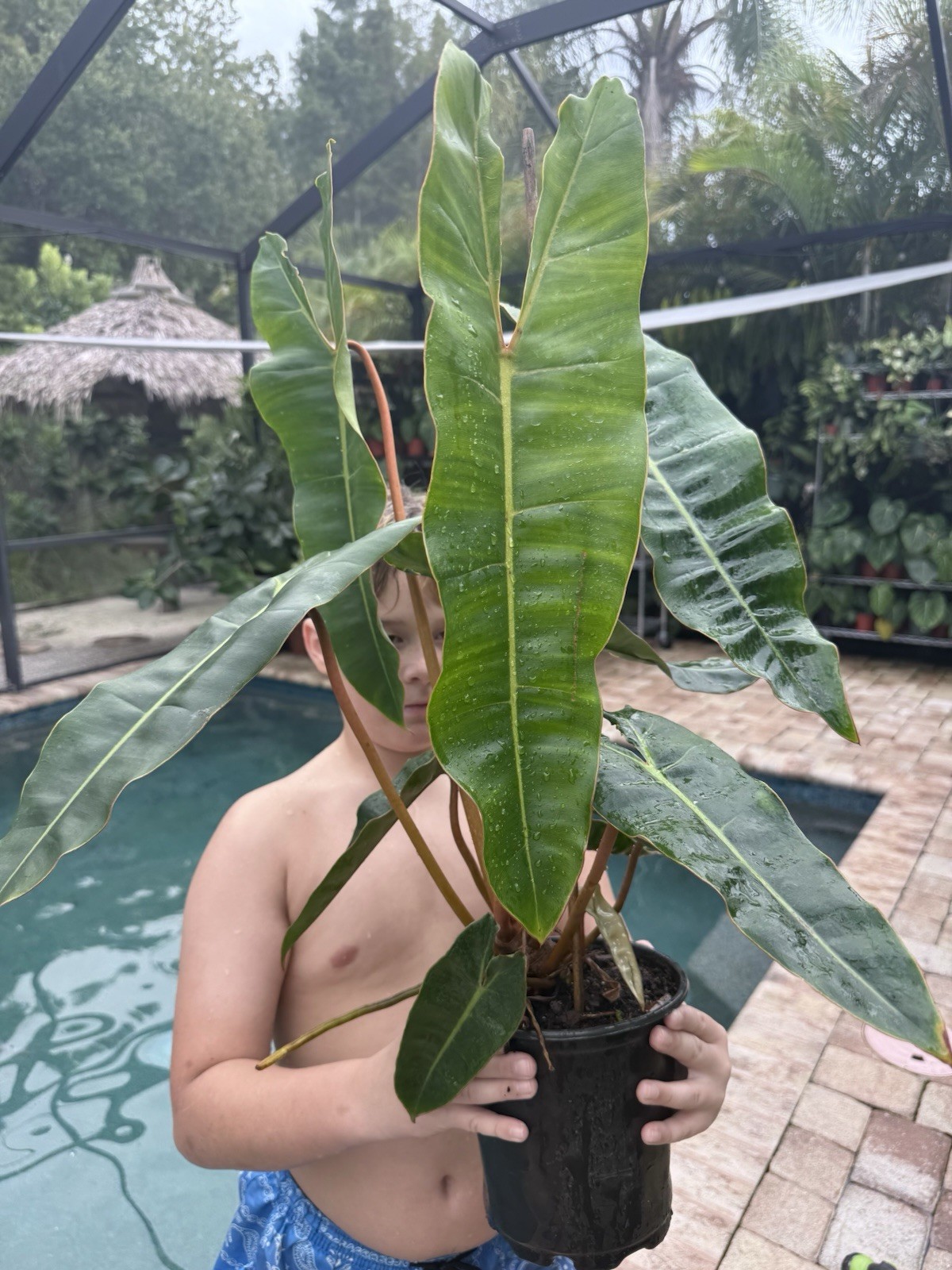 Philodendron Billietiae XL Mother Plant Free Shipping
