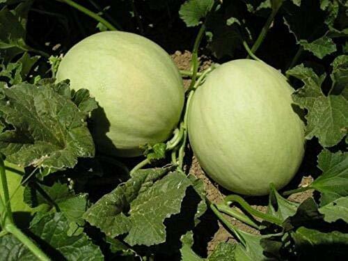 25+Green Flesh Honeydew Melon Seeds(Cucumis melo)Sweet Juicy Fruit Melon USA
