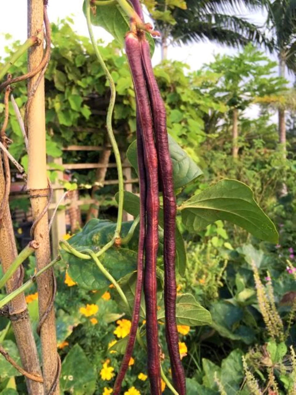 Red Noodle Yard Long Bean Seeds | Asparagus Edamame Cowpea Beans Asian Seed 2024