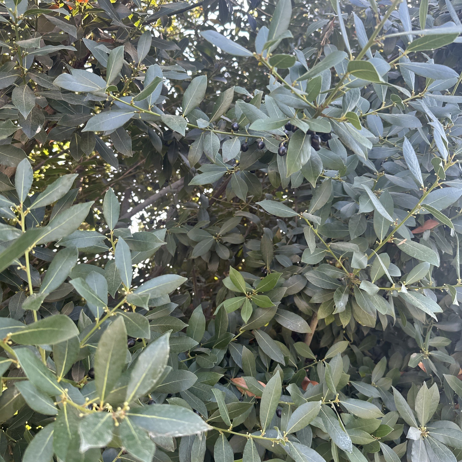 Laurus nobilis | Bay Laurel | Sweet-Bay I Bayleaf| 5_Seeds