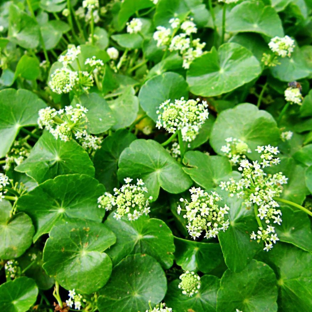 1 dozen (12) Pennywort Edible Rau Ma, Gotu Kola Centella Asiatica live plants