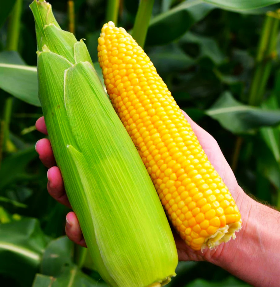 Jubilee Sweet Corn Seeds – For 2025 Planting Hybrid Golden Yellow Hybrid Popular