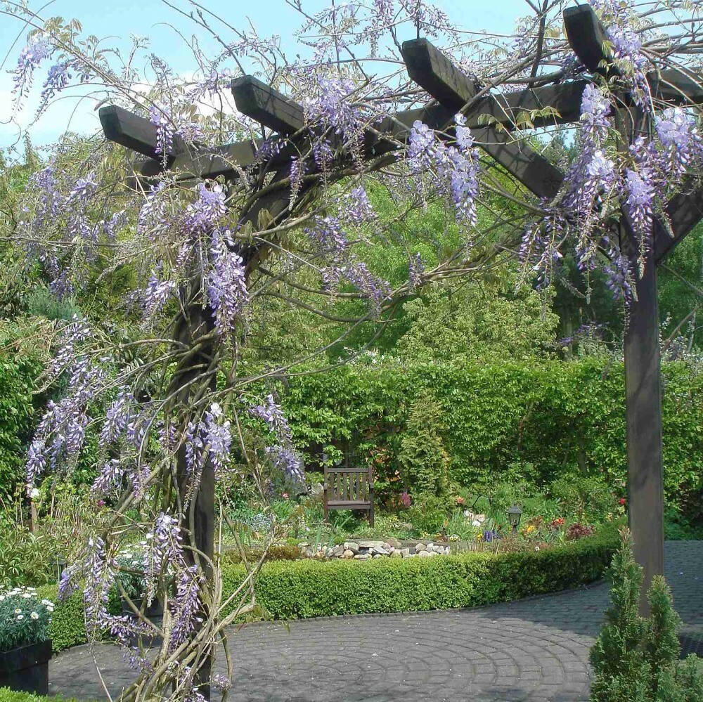 CHINESE BLUE WISTERIA Wisteria Sinensis – 5 SEEDS. FREE S&H