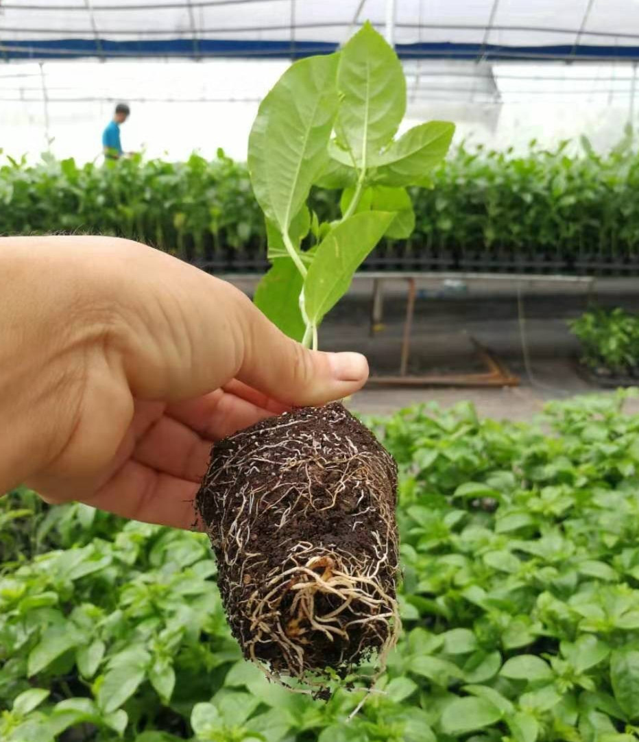 Yellow Passion Fruit Bare Root Sapling, Home Garden