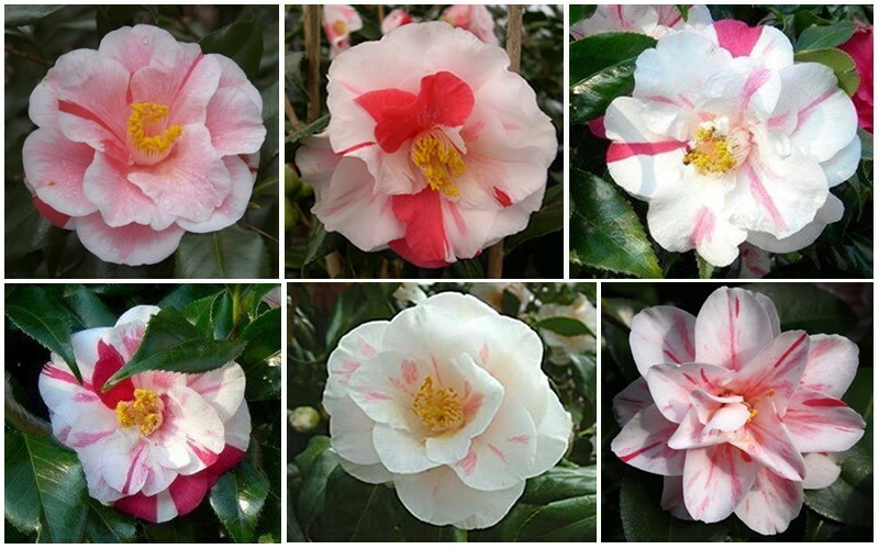 Lady Vansittart**Camellia Japonica-Live Starter Plant -Highly Variable Blooms!