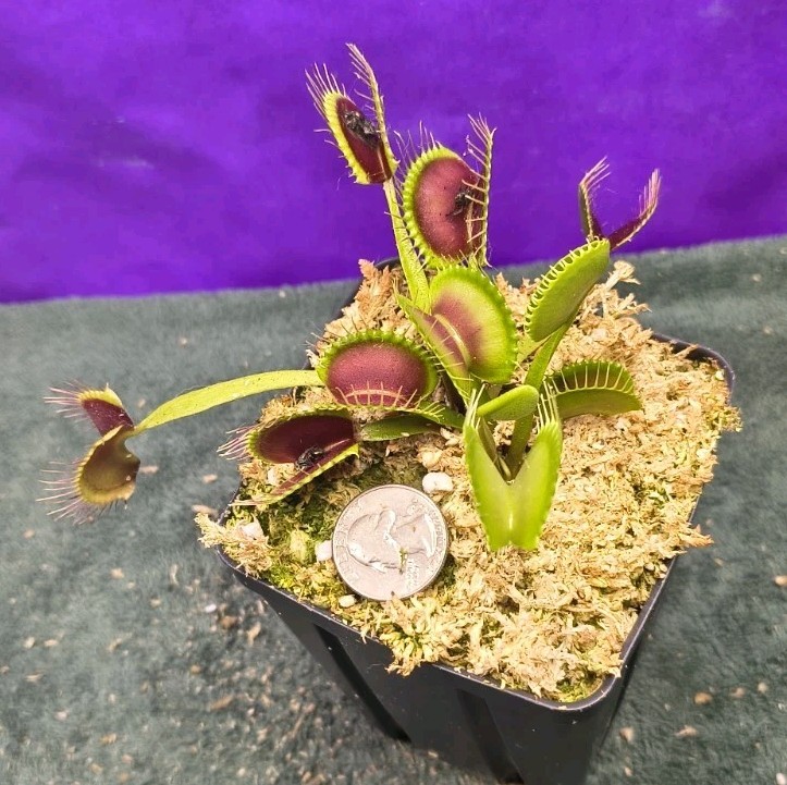 Venus Flytrap SEED- GROWN Large Dark Red Traps Carnivorous Plant