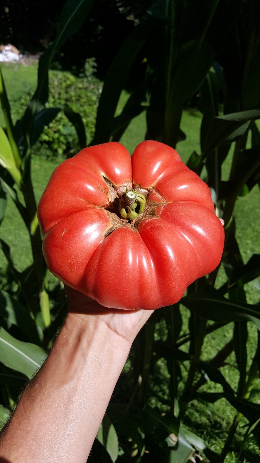 Giant Tomato Seeds X20! Big Zac! Award Winning! Can Produce Tomatoes over 5lbs!!