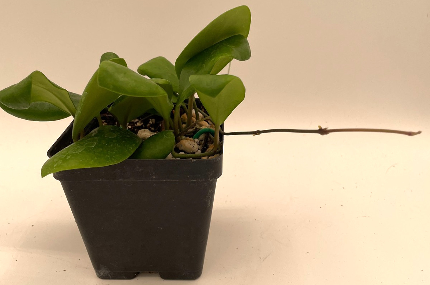 Hoya Lucardenasiana RARE! Well Rooted In 3.5″ pot – Very Healthy – Houseplants