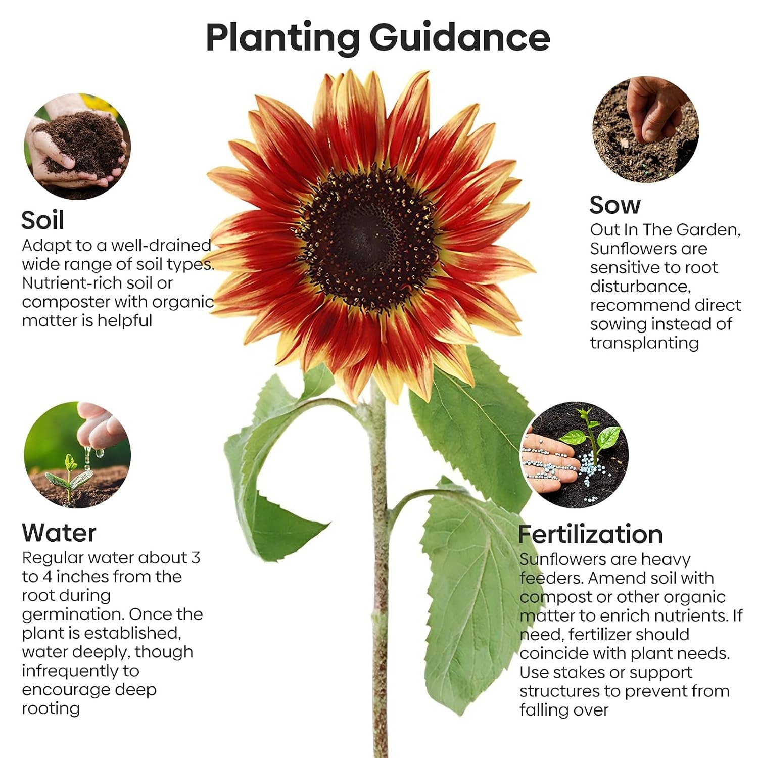 Sunflower Seeds for Planting, 15+ Varieties, 1 Oz, 300+ Mixed Seeds to Plant …